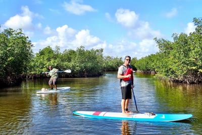 Mangrove SUP Safari Mangrove SUP Safari