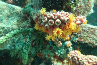 Atlantic Ocean Snorkeling Experience Atlantic Ocean Snorkeling Experience