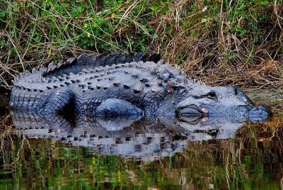 VIP Private Historic and Nature Tour of Fort Myers