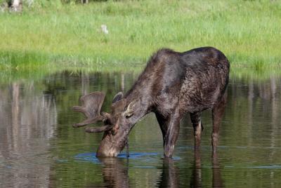 Private Full-Day Guided Tour to Yellowstone from Gardiner