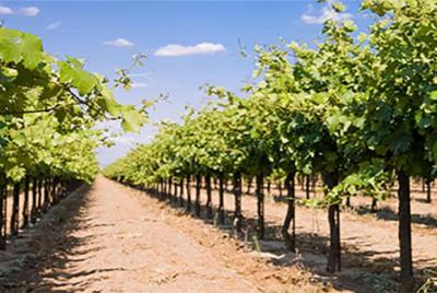 Fredericksburg Wine Tour with Three Winery Stops Fredericksburg Wine Tour with Three Winery Stops