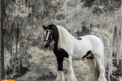 Gypsy Gold Horse Farm Tour  Gypsy Gold Horse Farm Tour
