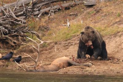 Private Yellowstone Wildlife Safari with guided hikes. Picnic Lunch included! Private Yellowstone Wildlife Safari with guided hikes. Picnic Lunch included!