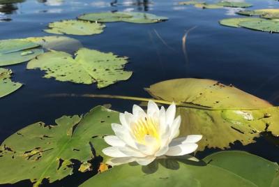 Door County Wetlands Kayak Tour