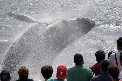 Whale Watching Tour in Gloucester
