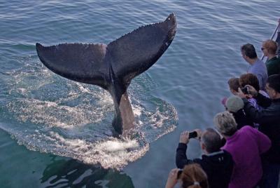 Whale Watching Trips to Stellwagen Bank Marine Sanctuary. Guarant