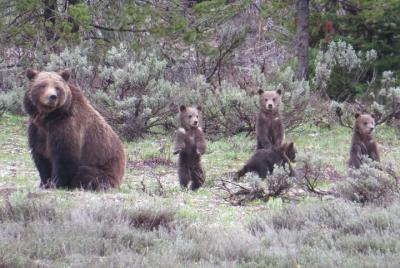 Yellowstone National Park - Full-Day Lower Loop Tour from Jackson Hole Yellowstone National Park - Full-Day Lower Loop Tour from Jackson Hole