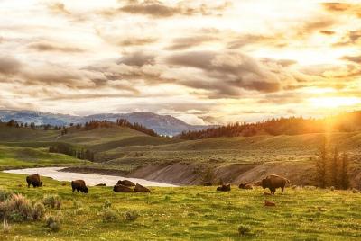 Yellowstone National Park Tour from Jackson Hole Yellowstone National Park Tour from Jackson Hole