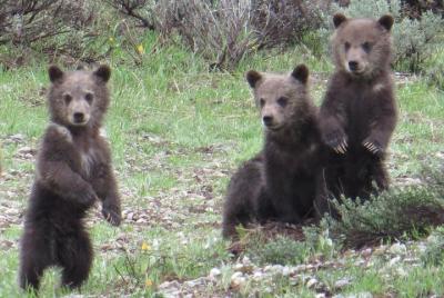 Grand Teton National Park - PRIVATE Full-Day Tour from Jackson Ho Grand Teton National Park - PRIVATE Full-Day Tour from Jackson Ho