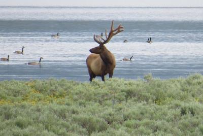 2-Day Private Tour of Yellowstone National Park Lower & Upper Loo 2-Day Private Tour of Yellowstone National Park Lower & Upper Loo