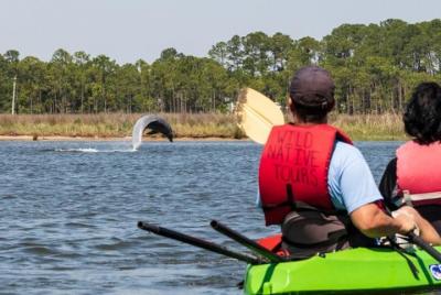 Dolphins and Wildlife Kayak Experience from Gulf Shores Dolphins and Wildlife Kayak Experience from Gulf Shores