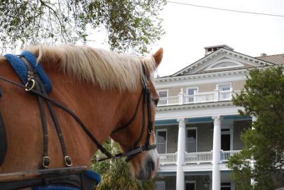 #1 Historical Horse Drawn Carriage Tour #1 Historical Horse Drawn Carriage Tour