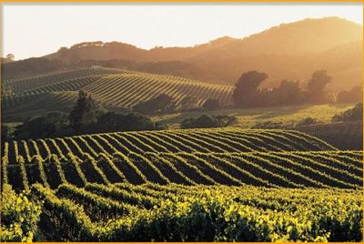 Sonoma & Healdsburg Wine Tours 