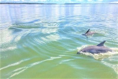 Hilton Head Island Dolphin Boat Cruise Hilton Head Island Dolphin Boat Cruise