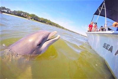 Disappearing Island Dolphin Tour  Disappearing Island Dolphin Tour