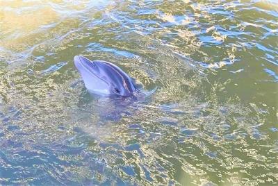 2-Hour Private Hilton Head Dolphin Watching Cruise 2-Hour Private Hilton Head Dolphin Watching Cruise