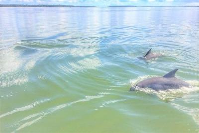 Private Dolphin Tour Private Dolphin Tour