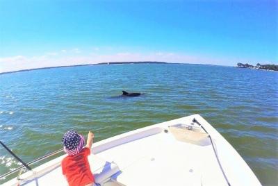 Private Hilton Head Dolphin Watching Tour with Waterfront Dining Stops  Private Hilton Head Dolphin Watching Tour with Waterfront Dining Stops