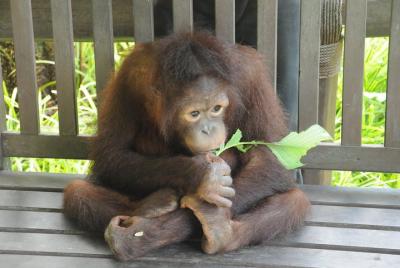 Lok Kawi Wildlife Park