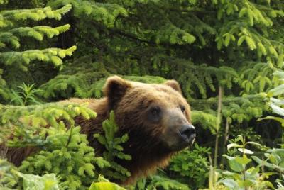 Chichagof Island Tour: Brown Bear Search Chichagof Island Tour: Brown Bear Search