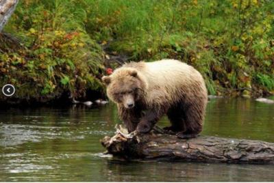 Icy Strait Shore Excursion: We Icy Strait Shore Excursion: We're going on a bear hunt!