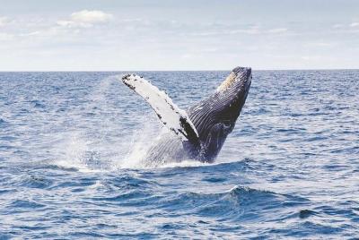 Icy Strait Shore Excursion: Whale Watching Adventure Tour Icy Strait Shore Excursion: Whale Watching Adventure Tour