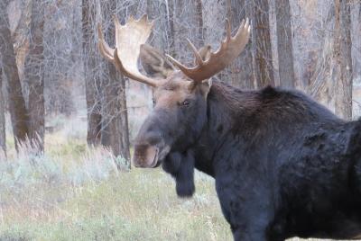 Grand Teton National Park - Sunrise Tour from Jackson Hole Grand Teton National Park - Sunrise Tour from Jackson Hole