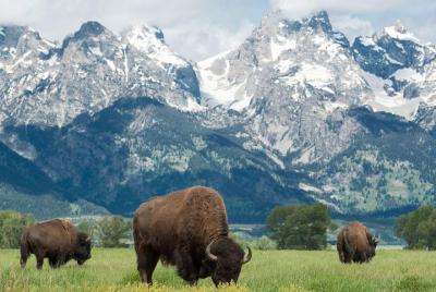 Full-Day Guided Sightseeing Tour of Grand Teton National Park Full-Day Guided Sightseeing Tour of Grand Teton National Park