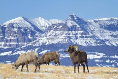 Best of Jackson Hole and The Grand Tetons VIP Private Boutique Tour Best of Jackson Hole and The Grand Tetons VIP Private Boutique Tour