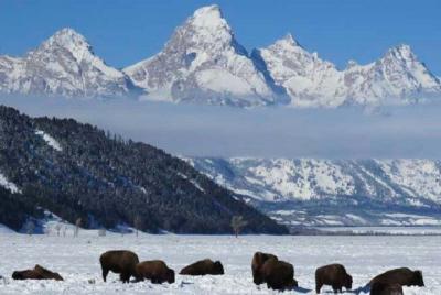Grand Teton Park & Jackson Hole - PRIVATE Afternoon Wildlife Tour Grand Teton Park & Jackson Hole - PRIVATE Afternoon Wildlife Tour