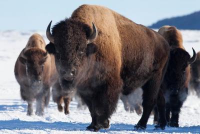 Best of Jackson Hole Wildlife Private Safari Tour Best of Jackson Hole Wildlife Private Safari Tour