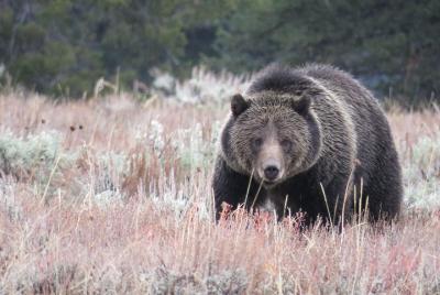 Yellowstone & Grand Teton National Parks - Ultimate Wildlife Safari Yellowstone & Grand Teton National Parks - Ultimate Wildlife Safari