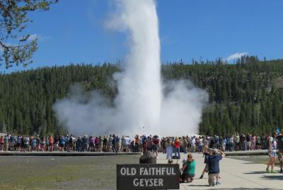 Yellowstone National Park - PRIVATE Full-Day Lower Loop Tour from Jackson Hole Yellowstone National Park - PRIVATE Full-Day Lower Loop Tour from Jackson Hole