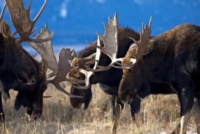Half Day Private Sunset Wildlife Safari Half Day Private Sunset Wildlife Safari