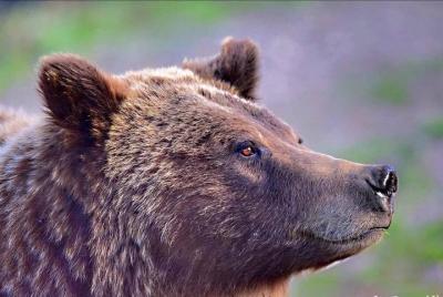 2-Day Yellowstone and Grand Teton National Parks Wildlife Adventure 2-Day Yellowstone and Grand Teton National Parks Wildlife Adventure