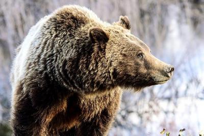 4-Day Yellowstone and Grand Teton National Parks Wildlife Adventure 4-Day Yellowstone and Grand Teton National Parks Wildlife Adventure