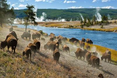 6 Day Private Yellowstone and Grand Teton Tour from Jackson 6 Day Private Yellowstone and Grand Teton Tour from Jackson