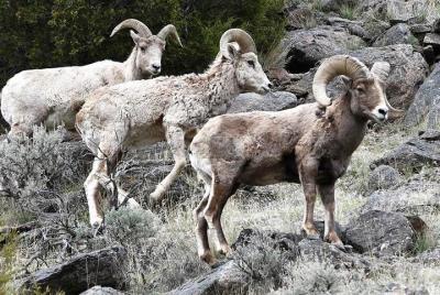 Three-Day Private Tour of Yellowstone & Grand Teton National Parks Three-Day Private Tour of Yellowstone & Grand Teton National Parks