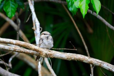 Night safari from Iquitos with Jungle Reps Night safari from Iquitos with Jungle Reps