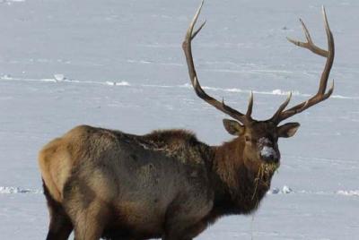 Jackson Hole & Grand Teton Park - Full-Day Wildlife Tour Jackson Hole & Grand Teton Park - Full-Day Wildlife Tour