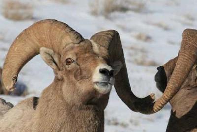 Jackson Hole & Grand Teton Park - Half-Day Wildlife Tour - Morning Jackson Hole & Grand Teton Park - Half-Day Wildlife Tour - Morning