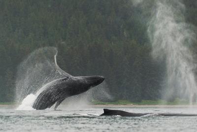 Juneau Shore Excursion: Paddle with Whales! Kayak Adventure Juneau Shore Excursion: Paddle with Whales! Kayak Adventure