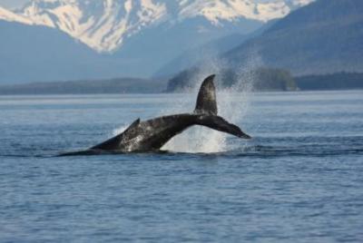 Juneau Whale Watching Adventure Juneau Whale Watching Adventure