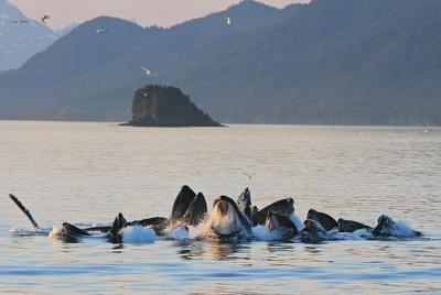Premier Juneau Whale Watching Expedition