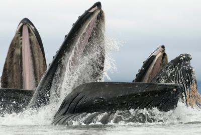 Paddle with Whales! Kayak Adventure Paddle with Whales! Kayak Adventure