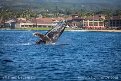 Kauai Kauai's Ultimate Whale & Dolphin Zodiac Boat Adventure