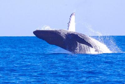 Kauai Kauai's Ultimate Whale & Dolphin Zodiac Boat Adventure