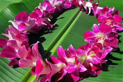 Shared Departure Transfer: Kauai Hotels to Kauai International Airport Shared Departure Transfer: Kauai Hotels to Kauai International Airport