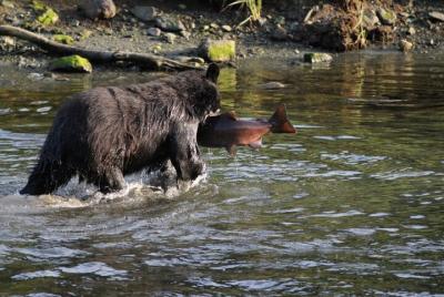 أماكن سياحيه فى كتتشيكان  أنشطه يمكن أن تقوم بها فى  كتتشيكان  497955047