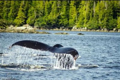 Saltwater Expedition Sightseeing & Wildlife by Private Boat